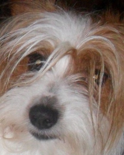 Kiro,el perrito "Terremoto" de mi Hijo. Kiro,el perrito "Terremoto" de mi Hijo.